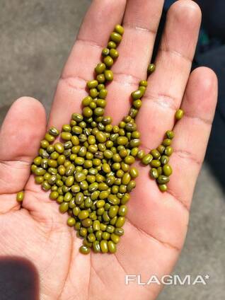 Маш Зелёный Продовольственный