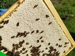 Мед та продукти бджільництва.