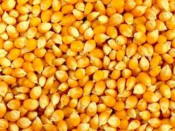 Nourrir le maïs (fourrage) - Кукуруза фуражная (кормовая)