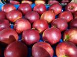 Polish apples (wide range of varieties) - photo 2