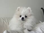 Pomeranian spitz female - photo 1