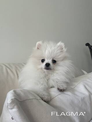 Pomeranian spitz female
