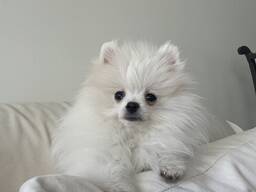 Pomeranian spitz female
