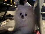 Pomeranian spitz female - photo 3