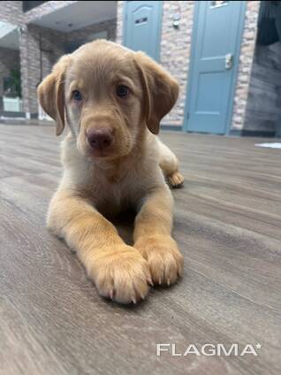 Prachtige gele Labrador-pup Hunter