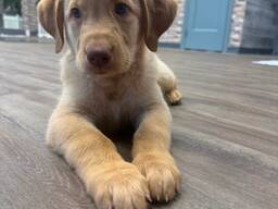 Prachtige gele Labrador-pup Hunter