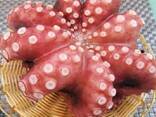 Предлагаем мороженные морепродукты в Бельгию от завода из КНР - фото 6