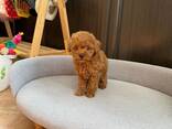 Продаются прекрасные щенки той-пуделя. - фото 3
