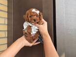 Продаются щенки той-пуделя - фото 2