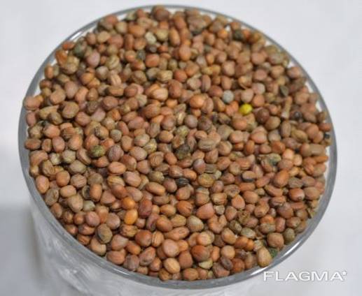 Radis oléagineux (Raphanus sativum var. Oleifera)