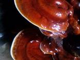 Reishi mushroom, Lingzhi, Ganoderma lucidum - photo 2