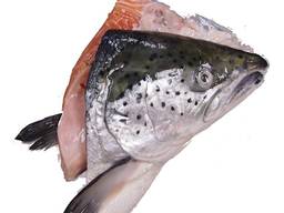 Salmon heads