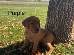 Schattige labradorpuppy's