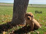 Schattige labradorpuppy's - фото 2