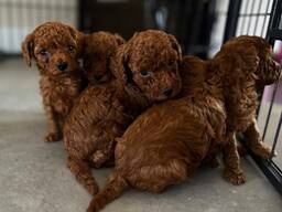 Schattige Toypoedelpuppy's.