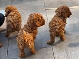 Schattige Toypoedelpuppy's. - photo 1