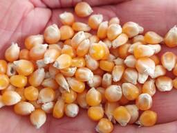 I will sell the kernel of sunflower