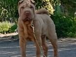 Sharpei puppy - фото 1