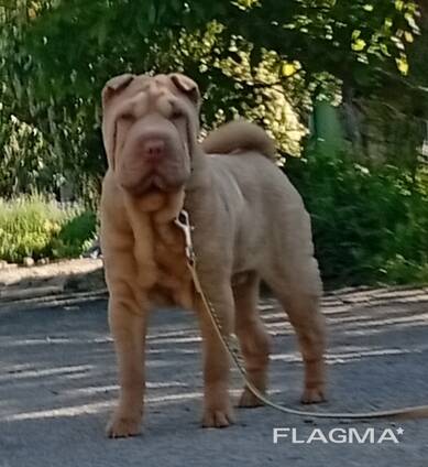 Sharpei puppy