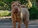 Sharpei puppy - фото 2