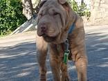 Sharpei puppy - фото 3
