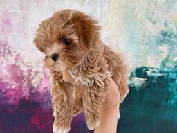 Красивые щенки мальтипу