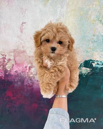 Щенки мальтипу