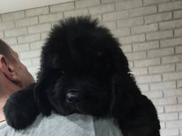 Щенки ньюфауленда