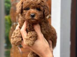 Щенки той-пуделя на продажу