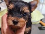 Щенки йоркширского терьера - фото 3