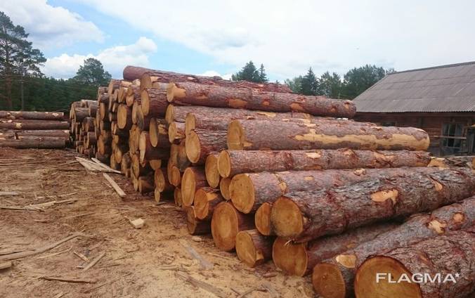 Siberian larch