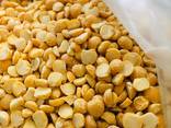 We are offering millet, chickpeas, whole peas, sunflower seeds for feeding, split peas