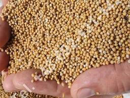 White mustard (Sinapis alba) seed