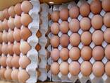 Wholesale Brown and White Chicken Eggs For Sale/ Fresh Chicken eggs, Table Eggs price - photo 1
