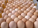 Wholesale Brown and White Chicken Eggs For Sale/ Fresh Chicken eggs, Table Eggs price - photo 3