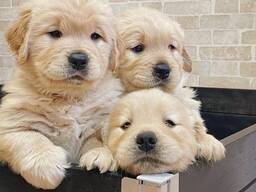 Wij bieden fantastische Golden Retriever pups met een uitstekende bloedlijn