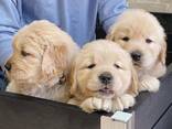Wij bieden fantastische Golden Retriever pups met een uitstekende bloedlijn - photo 1