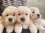 Wij bieden fantastische Golden Retriever pups met een uitstekende bloedlijn - photo 2