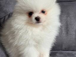 Witte Pomeranian pups