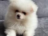 Witte Pomeranian pups - photo 1