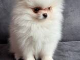 Witte Pomeranian pups - photo 3