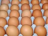 Яйцо для инкубации цыплят бройлеров сорта ROSS 308 - фото 1