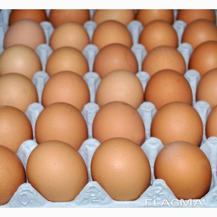 Яйцо для инкубации цыплят бройлеров сорта ROSS 308
