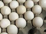 Яйца Куриные - фото 3